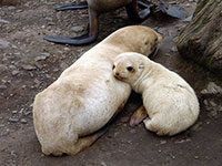 Bild: An Antarctic fur seal mother and pup. Credit: British Antarctic Survey