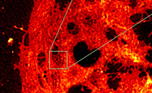 Bild: Die Aufnahme zeigt eine Leberzelle nach der Auswertung der Daten durch die an der Universität Bielefeld entwickelten Software. 