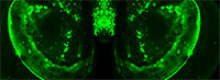 Die zweischalige Muschel leuchtet in hellgrün, weil sie mit einem glimmenden Farbstoff namens Calcein gefärbt ist. Foto: S. Dupont