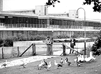 Bild: Ein Bild aus dem Gründungsjahr 1976: Im Freigehege der Verhaltensforschung waren übergangsweise Magellangänse untergebracht. Foto: Gräfenstein