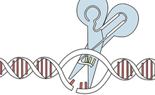 Bild: Plakat der ZiF-Tagung:  „Auf dem Weg zum Design-Genom. Was kann die ‚Genschere‘ CRIPR/CAS9?“ 