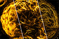 New imaging potential: standard resolution (left) compared to (centre, right) high resolution and superresolution obtained with the chip-based technique. Photo: Bielefeld University/Robin Diekmann.