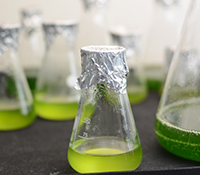 Mit Mikroalgen lassen sich zum Beispiel Wirkstoffe für Medikamente erzeugen. Foto: Universität Bielefeld