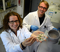 Um die Details im Biorhythmus zu klären, ernteten Katja Meyer und Dr. Tino Köster über drei Tage Blätter der Pflanze Ackerschmalwand. Foto: Universität Bielefeld
