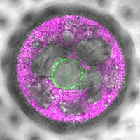 In dieser reproduktiven Zelle der mehrzelligen Volvox-Alge wurde der neuartige Lichtsensor 2c-Cyclop mit Fluoreszenz (grün) markiert. Er zeigt sich in Membranen und um den Zellkern herum. Foto: Eva Laura von der Heyde