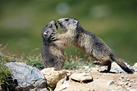 Bild: Photo: Carole and Denis Favre-Bonvin