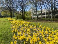 Bild: Ein breiter Streifen leuchtend gelber Narzissen begrüßt die aktuell nur wenigen Beschäftigten und Studierenden auf dem Campus Bielefeld.