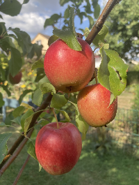 Bild: Äpfel nach zweijähriger Wachstumszeit