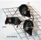 Bild: Mäuse liefern Forschern neue Erkenntnisse über Nervenkrankheiten.