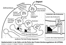 Bild: Mäuse liefern Forschern neue Erkenntnisse über Nervenkrankheiten.