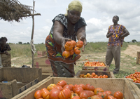 Bild: Fotoausstellung "Europa überrollt afrikanische Kleinbauern"