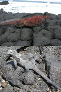 Galápagos-Meerechsen unterscheiden sich nicht nur deutlich in ihrem Aussehen (oben: Meerechse von der Insel Floreana; unten: von der Insel Santa Cruz), sondern auch in ihren Genen. 