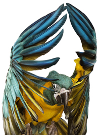 Bild: Vögel sind Meister der grazilen Bewegungen.
Foto: „Blaulatzara“ von Andrew Zuckerman