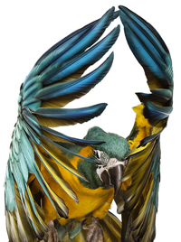 Vögel sind Meister der grazilen Bewegungen. Foto: „Blaulatzara“ von Andrew Zuckerman,  Medienkünstler, New York 