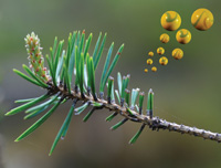 Many boreal tree species like this pine emit precursor gases that then go on to form secondary organic aerosol particles in the atmosphere. Contrary to previous assumptions, these are not liquid but as hard as little glass marbles. (Photo: Thomas Koop and Jarmo Holopainen)