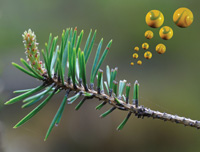 Bild: Many boreal tree species like this pine emit precursor gases that then go on to form secondary organic aerosol particles in the atmosphere. Contrary to previous assumptions