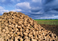Zuckerrüben eignen sich unter anderem als nachwachsender Rohstoff für die Gewinnung erneuerbarer Energien. 