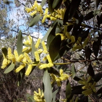 The researchers studied how the Australian Sydney Golden Wattle (photo) proliferates in other ecosystems and suppresses native species. Photo: Bielefeld University