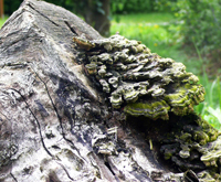 Trameten sind Pilze, die auf Totholz wie abgestorbenen Bäumen wachsen. Sie enthalten Enzyme, die Östrogen abbauen können. Für ihre Forschung benutzen die Bielefelder Studierenden freilich eine synthetische Variante. 