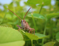 Leben Heuschrecken wie dieser männliche Nachtigall-Grashüpfer an vielbefahrenen Straßen, ändern sie ihr Zirpen, damit die Weibchen sie trotz des Lärms hören. Das haben Wissenschaftler um die Evolutionsbiologin Ulrike Lampe von der Universität Bielefeld herausgefunden.