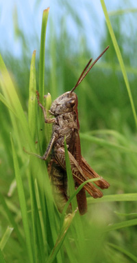 Nachtigall-Grashüpfer