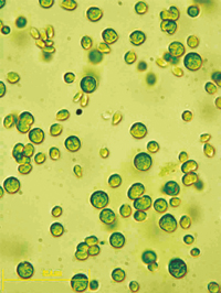 Bild: Die Alge Chlamydomonas reinhardtii ist ein Einzeller - kann aber etwas