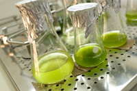 Biologen der Universität Bielefeld haben Zellulose zu Grünalgenkulturen hinzugefügt und mit biochemischen und molekularbiologischen Methoden sichtbar gemacht, dass die Algen die Zellulose zu einfachen Zuckern abbauen und als Energiequelle nutzen können.