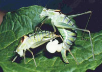 Bild: Caught in the act: The spermatophores of male bushcrickets can attain up to 40 per cent of their bodyweight. The actual sperm transfer comes later – the Bielefeld researchers’ findings suggest that when that happens is something the male determines. Photo: Klaus Reinhold