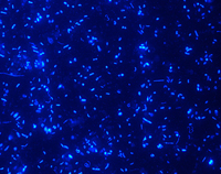 Bild: Eingefärbt fluoreszieren sie unter dem Mikroskop: Die unterschiedlichsten Mikroben treiben sich in der Probe einer Biogasanlage herum. Welche ihren Job am besten machen