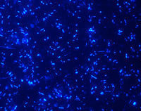 Stained, they fluoresce under the microscope: a wide variety of microbes can be seen in a sample taken from a biogas plant. Researchers at Bielefeld University want to find out which ones do their job best. Image: Karsten Niehaus