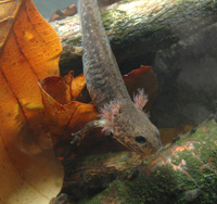 Als Larven leben Feuersalamander die ersten Monate ihres Lebens unter Wasser und atmen durch äußere Kiemen. Erst als Erwachsene gehen sie an Land und steigen auf Lungenatmung um. Foto: Burkhard Thiesmeier