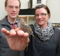 Singvögel lernen den Geruch ihres Nestes erst nach der Geburt. Das haben Dr. Tobias Krause und Dr. Barbara Caspers von der Fakultät für Biologie herausgefunden. 