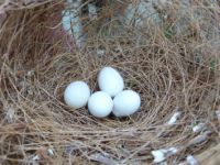 Für ihre Studie haben die Bielefelder Verhaltensforscher Eier von Zebrafinken in die Nester fremder Vogeleltern gelegt. 