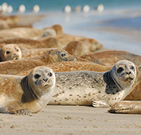 Harbour seals. Photo: Oliver Krüger