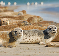 Das Forschungsteam wendete seine neue Methode auf Seehunde an und wies nach, dass die Lungen von Tieren aus Inzucht besonders häufig mit Parasiten befallen waren. Foto: Oliver Krüger