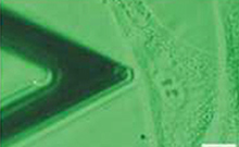 Bild: Lichtmikroskopie: Der mechanische Nanosensor (rechts im Bild) wird an eine Zelle geführt. Der Zellkern wird kontrolliert eingedrückt und damit seine Elastizität gemessen. Die Breite des Bildes entspricht ungefähr dem Durchmesser eines menschlichen Haares (50 Mikrometer). Foto: Universität Bielefeld