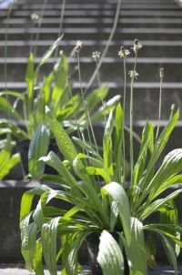 A Bielefeld research team confirms that a fungus is responsible for increasing the concentration of the defensive metabolite catalpol in the medicinal plant ribwort plantain. Photo: Bielefeld University