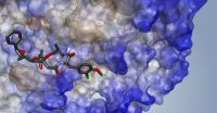 The researchers want to “package” the anti-tumour agent cryptophycin in such a way that it only targets cancer cells. The image shows how cryptophycin binds to a protein molecule, as also occurs in cancer cells, thus preventing their growth. Image: Bielefeld University