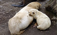 Bild: An Antarctic fur seal mother and pup. 