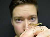 Bild: Der Biologe Chris Dallmann arbeitet mit Stabheuschrecken. Sie sind bis zu acht Zentimeter lang. Anders als Heuschrecken können sie nicht springen