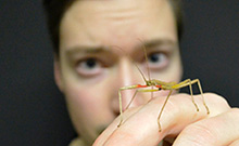 Bild: Der Biologe Chris Dallmann arbeitet mit Stabheuschrecken. 
