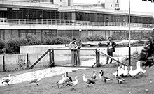 Bild: Gründungsjahr 1976: Im Freigehege der Verhaltensforschung waren übergangsweise Magellangänse untergebracht. 
