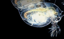 Bild: Plakat zur Tagung „Evolving Plasticity in Natural and Artificial Systems“ im ZiF.
