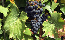 Bild: Weinrebe