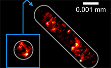 Bild: Aufnahme der Verteilung der Erbinformation in einer Escherichia coli-Bakterienzelle: Biele-felder Physikern der Universität Bielefeld ist es nun als ersten gelungen