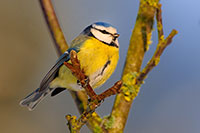 Bild: Blaumeisen
