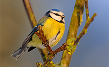 Bild: Blaumeisen