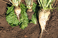 Bild: Von Rizomania befallene Zuckerrüben (links und Mitte) und ein gesundes Exemplar im Vergleich. 