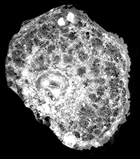 Bild: Fluoreszenzmikroskopie-Aufnahme einer einzelnen Leber-Endothelzelle. Die kleinen Poren darin sind nur dank der an der Fakultät für Physik entwickelten Mikroskope sichtbar. Foto: Universität Bielefeld