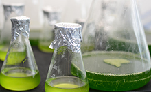 Bild: Mit Mikroalgen lassen sich zum Beispiel Wirkstoffe für Medikamente erzeugen. Foto: Universität Bielefeld